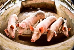 Exportação De Carnes De SC Atinge R$ 1 Bilhão Em Fevereiro 06 de março de 2020