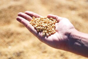 MT: a soja está por trás do aumento de 15% nas exportações de março