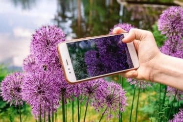 Apps para identificar plantas pelo celular